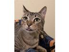 Adopt Penelope a Brown Tabby Domestic Shorthair / Mixed (short coat) cat in