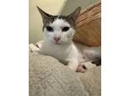 Adopt Harry a Black & White or Tuxedo Domestic Shorthair / Mixed (short coat)