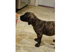 Adopt Megan Barkle a Brindle Plott Hound / Black Mouth Cur / Mixed (short coat)