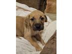 Adopt Sir Waggington a Tan/Yellow/Fawn Plott Hound / Black Mouth Cur / Mixed