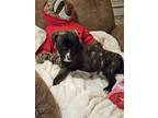 Adopt Sherlock Bones a Brindle Plott Hound / Black Mouth Cur / Mixed (short