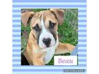 Adopt Beau a Tan/Yellow/Fawn - with White Labrador Retriever / Pit Bull Terrier