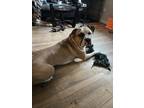 Adopt Chance a Tan/Yellow/Fawn - with White American Pit Bull Terrier / Mixed