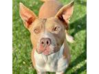 Adopt Allison a Red/Golden/Orange/Chestnut - with White Pit Bull Terrier / Mixed