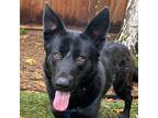 Adopt Gia a Brindle - with White Shepherd (Unknown Type) / Labrador Retriever /