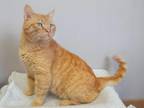 Adopt Morris a Orange or Red Tabby Domestic Shorthair (short coat) cat in