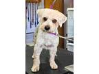Adopt Henry a Tan/Yellow/Fawn - with White Lhasa Apso / Mixed dog in Rancho