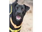 Adopt Zeke a Black - with White American Pit Bull Terrier / Bichon Frise / Mixed