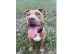 Adopt Clark a American Staffordshire Terrier, Mixed Breed
