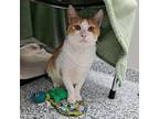 Adopt Creamsicle a Domestic Short Hair