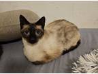 Adopt Emma a Cream or Ivory Siamese (short coat) cat in Wichita Falls