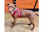 Adopt Baby Bear a Brown/Chocolate - with White Labrador Retriever / Mixed dog in