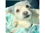 Adopt Joey a Tan/Yellow/Fawn Wirehaired Fox Terrier / Dachshund / Mixed dog in