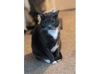 Adopt Dobby a Gray or Blue (Mostly) American Shorthair / Mixed (short coat) cat