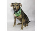 Adopt Bandit a Black Doberman Pinscher / Mixed Breed (Medium) / Mixed (short