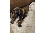 Adopt Cleopawtra a Brindle Plott Hound / Black Mouth Cur / Mixed (short coat)