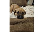 Adopt Miss Furbulous a Tan/Yellow/Fawn Plott Hound / Black Mouth Cur / Mixed