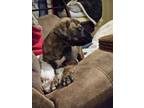Adopt Princess Muttercup a Brindle Plott Hound / Black Mouth Cur / Mixed (short
