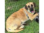 Adopt Scuttles a Tan/Yellow/Fawn - with Black Black Mouth Cur / Mixed dog in
