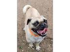 Adopt Pugsina a Pug dog in Windsor, CO (41419505)