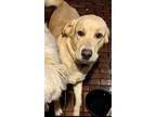 Adopt Whisky a Tan/Yellow/Fawn Labrador Retriever / Golden Retriever / Mixed dog