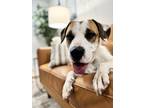 Adopt June Bug Ark Loyal Lover a White Hound (Unknown Type) dog in Twin Falls