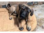 Adopt Oscar a Tan/Yellow/Fawn - with White Black Mouth Cur / Hound (Unknown