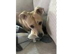 Adopt Milo a Tan/Yellow/Fawn Labrador Retriever / American Pit Bull Terrier /