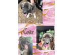 Adopt Coco a Brown/Chocolate - with Tan Anatolian Shepherd / Great Pyrenees /