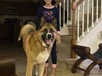 Adopt TIGEY a Tan/Yellow/Fawn - with White Akita / Mixed dog in Friendswood