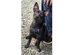 Adopt McKnight - WV Pups a Mixed Breed (Small) / Mixed Breed (Small) / Mixed dog