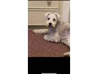 Adopt Leia a Gray/Blue/Silver/Salt & Pepper Schnauzer (Miniature) / Poodle