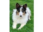 Adopt Bunson a Tricolor (Tan/Brown & Black & White) Sheltie