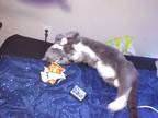 Adopt Potato a Gray or Blue (Mostly) American Shorthair / Mixed (medium coat)