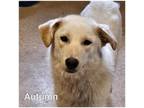 Adopt Autumn a White Mixed Breed (Small) / Mixed Breed (Medium) / Mixed (short