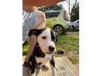 Adopt Dasher a White Boxer / Mixed Breed (Medium) / Mixed (short coat) dog in