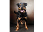 Adopt Felix-ADOPTED a Black Rottweiler / Mixed Breed (Medium) / Mixed (short