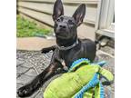 Adopt Finn a Black American Staffordshire Terrier / Mixed dog in New Oxford