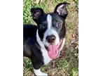 Adopt Comet *VIP* a Black Golden Retriever / Mixed Breed (Medium) / Mixed (short