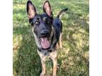 Adopt Cookie a Black - with Tan, Yellow or Fawn German Shepherd Dog / Mixed dog