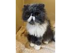Adopt Phillip a Gray or Blue Persian (long coat) cat in Jackson, NJ (41457161)