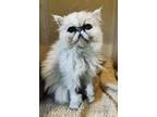 Adopt Princess Tiffany a White Persian (long coat) cat in Jackson, NJ (41457154)