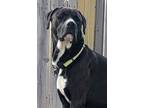 Adopt Thor a Black - with White Great Dane / Mixed dog in Lisbon, IA (41457187)