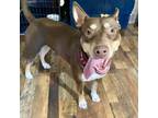 Adopt Roxie a Brown/Chocolate - with Tan Doberman Pinscher / Mixed dog in New