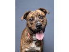 Adopt Porkchop a Brindle Staffordshire Bull Terrier / Mixed Breed (Medium) /