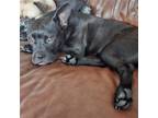Adopt Daffy a Black - with White American Staffordshire Terrier / Mixed dog in