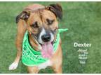 Adopt Dexter a Black Mouth Cur, Mixed Breed