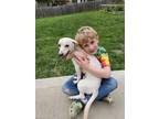 Adopt RJ a White Dachshund / Mixed dog in Kansas City, MO (41448013)
