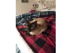 Adopt Willow a Gray or Blue Siamese (short coat) cat in Amarillo, TX (40948485)