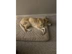 Adopt Freckles a Tan/Yellow/Fawn Australian Cattle Dog / Whippet / Mixed dog in